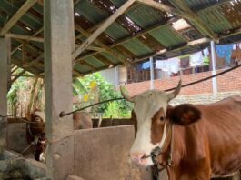 PMK Merebak, Kota Bengkulu Masih Aman dari Kasus