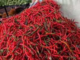 Pasokan Berkurang, Harga Cabai di Pasar Panorama Bengkulu Kembali Melambung