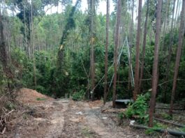 Mafia Sumur Minyak Ilegal di Muba: Razia Total atau Biarkan Hutan Jadi Kolam Neraka