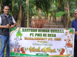 PT PMS Bengkulu Tengah Serahkan 3 Ekor Sapi Kurban ke Masyarakat dan Polres Bengkulu Tengah