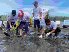 Penanaman Mangrove Peringati Hari Mangrove Sedunia 2026, Wujud Nyata Sinergi Menjaga Kelestarian Pesisir Mukomuko