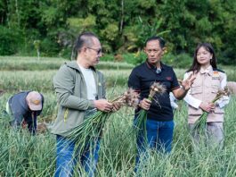 Satgas Pangan Polri Perkuat Swasembada Bawang Putih, Lahan Tanam di Sembalun Capai 534 Hektare
