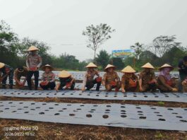 KAPOLRES REJANG LEBONG TANAM BAWANG PUTIH BERSAMA KELOMPOK TANI
